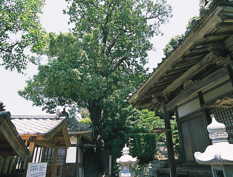 法通寺 ナギの木 佐田岬ワンダービューコンペティション サダワン